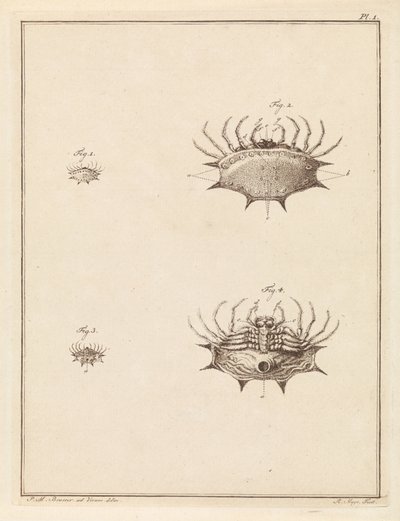 Schulpspin de Robbert Muys