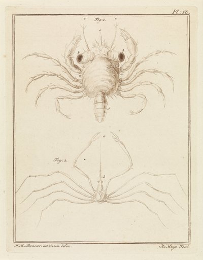 Cangrejo de playa y una especie de cangrejo flecha de Robbert Muys