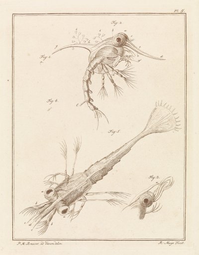 Dos etapas de desarrollo de la larva del cangrejo de playa de Robbert Muys