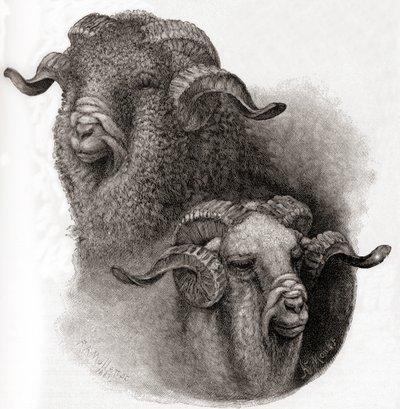 Cabeza de carnero Merino comparada antes y después de esquilar, de The Century Illustrated Monthly Magazine, publicado en 1884 de Robert Antoine Muller