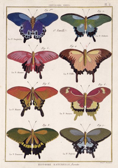 Mariposas de 
