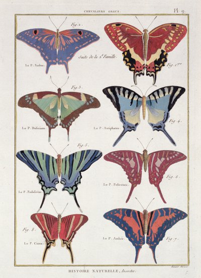 Mariposas de 