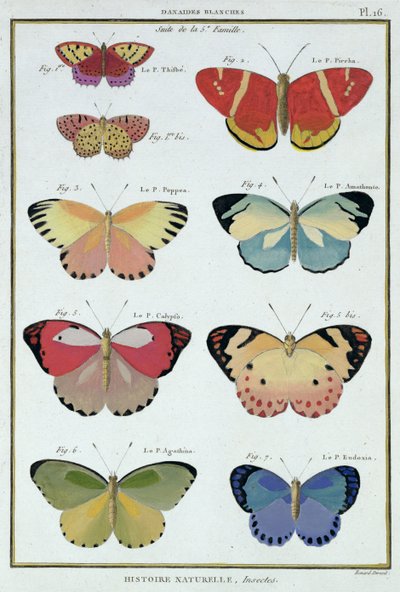Mariposas de 