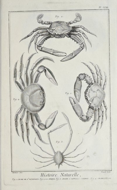 Cangrejos, ilustración de 