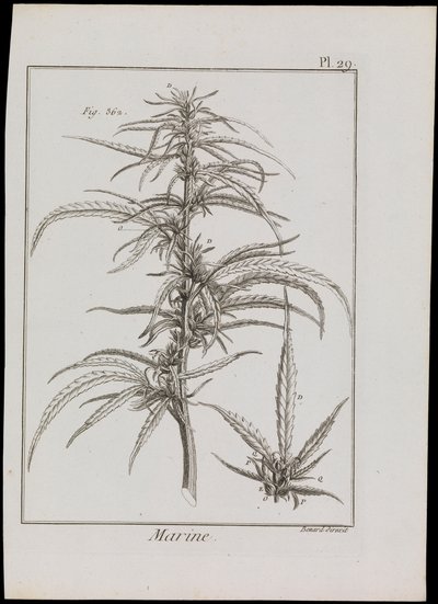 Esquema marino de flores, c.1810 (grabado y aguafuerte) de Robert Benard