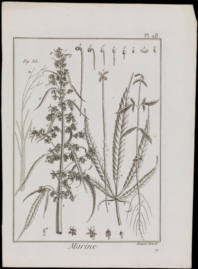 Esquema marino de flores, c.1810 (grabado y aguafuerte) de Robert Benard