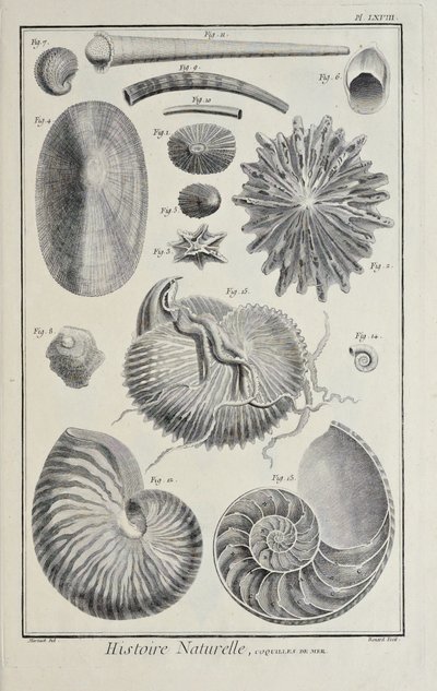 Conchas marinas, ilustración de 
