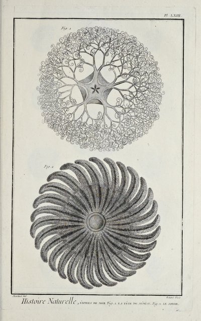 Estrellas de mar, ilustración de 