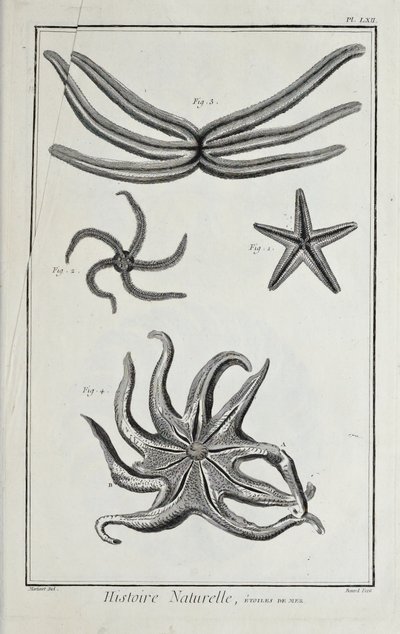 Estrellas de mar, ilustración de 