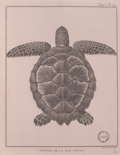 Tortuga del Mar Rojo, ilustración de 