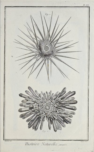 Erizos, ilustración de 