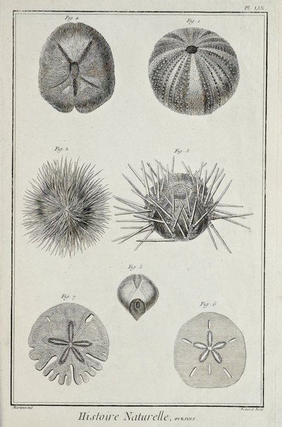 Pícaros, ilustración de 