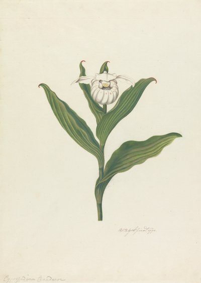 Zapatito de dama (Cypripedium Canadense, Calceolus Maria) de Robert Blyth