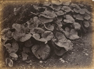 Estudio de plantas, década de 1860 (foto) de Robert Burrows