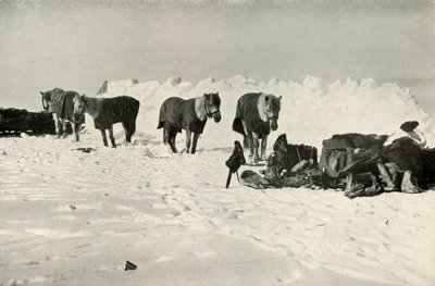 Ponis detrás de su refugio en el campamento en la barrera, 1911 de Robert Falcon Scott
