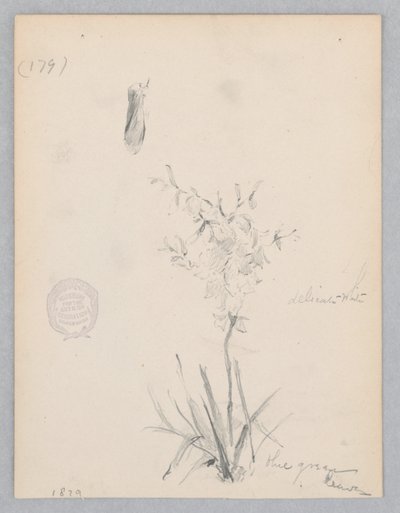 Planta floreciente de Robert Frederick Blum