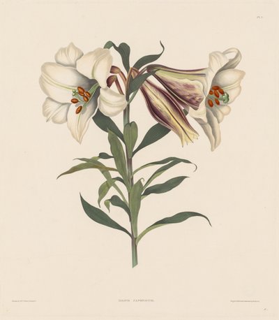 Una selección de plantas hexandrianas, pertenecientes al orden natural de Amaryllidae y Liliacae: Lirio japonés de Robert Havell