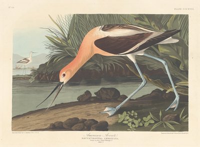 Avoceta americana, 1836 de Robert Havell