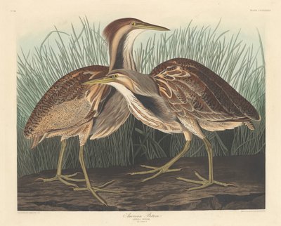 Avetoro americano de Robert Havell