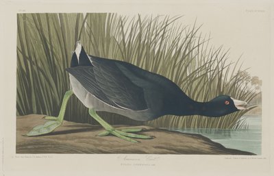 Focha Americana, 1835 de Robert Havell