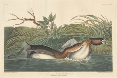 Zampullín Americano, 1835 de Robert Havell
