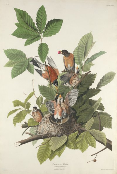 Petirrojo Americano, 1832 de Robert Havell