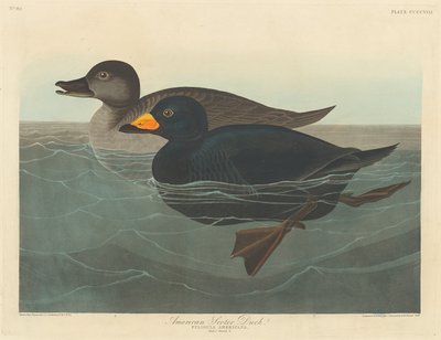 Pato negro americano, 1838 de Robert Havell