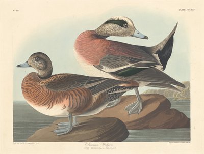 Pato americano, 1836 de Robert Havell