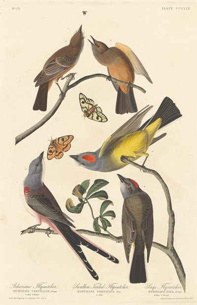 Papamoscas de Arkansaw, Papamoscas de cola de golondrina y Papamoscas de Says de Robert Havell
