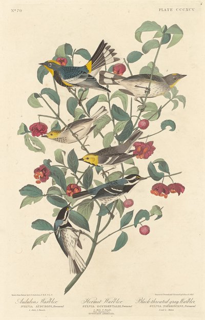 Reinita de Audubon, Reinita Ermitaña y Reinita de Garganta Negra, 1837 de Robert Havell