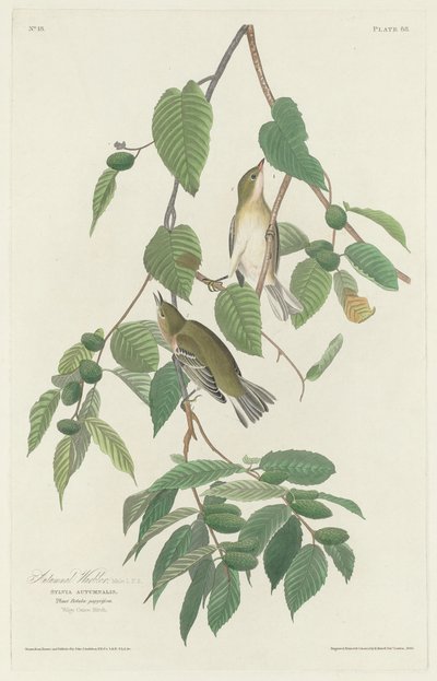 Reinita otoñal, 1830 de Robert Havell