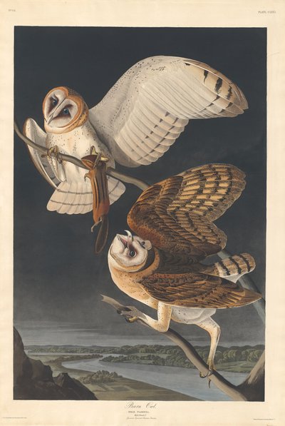 Lechuza común, 1833 de Robert Havell