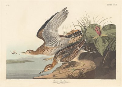Correlimos de Bartram de Robert Havell