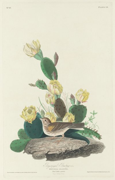 Escribano Alidorado, 1830 de Robert Havell