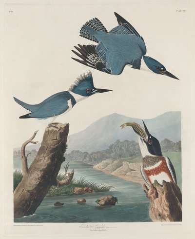 Martinete ceñido, 1830 de Robert Havell