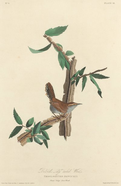 Chochín de cola larga de Bewick, 1827 de Robert Havell