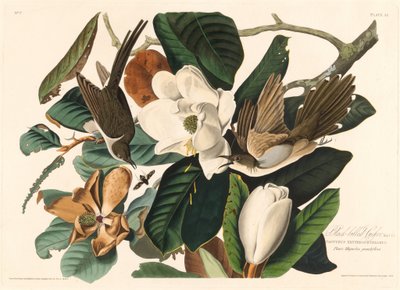Cuclillo piquinegro, 1828 de Robert Havell