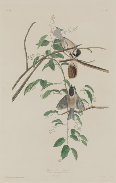 Carbonero de Gorro Negro, 1833 de Robert Havell