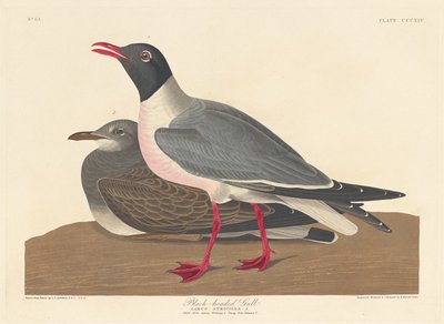 Gaviota de Cabeza Negra, 1836 de Robert Havell