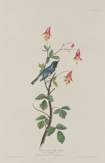 Reinita Azul de Garganta Negra, 1832 de Robert Havell