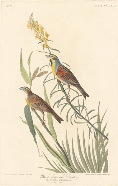 Escribano de garganta negra, 1837 de Robert Havell