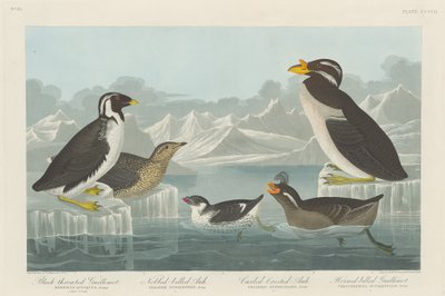 Mérgulo de garganta negra, alca de pico abultado, alca de cresta rizada y alca de pico cornudo, 1838 de Robert Havell
