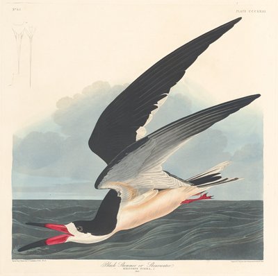 Rayador Negro, 1836 de Robert Havell