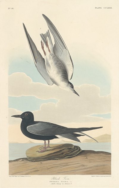 Charrán negro de Robert Havell