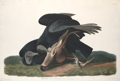Buitre Negro, 1831 de Robert Havell