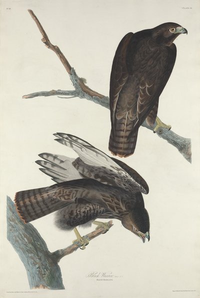 Guerrero Negro, 1830 de Robert Havell