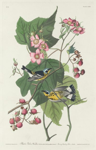 Reinita negra y amarilla de Robert Havell