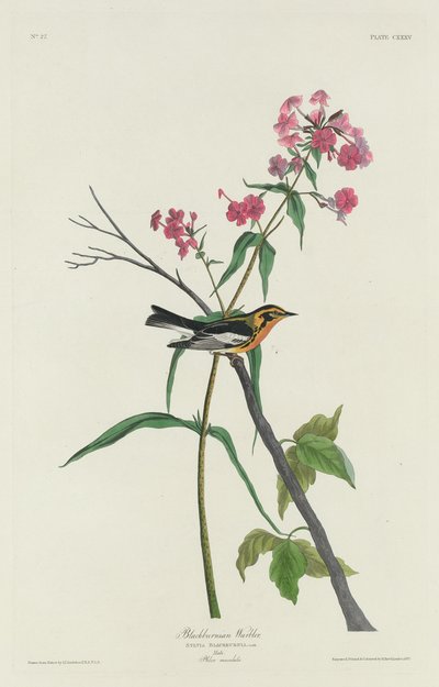 Reinita de Blackburn, 1832 de Robert Havell