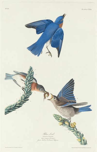 Pájaro Azul, 1831 de Robert Havell