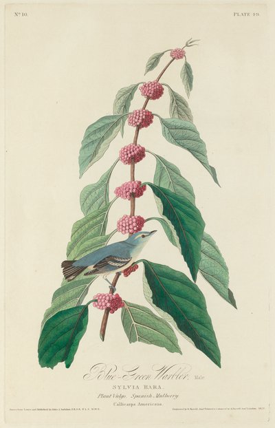 Reinita azul-verde de Robert Havell